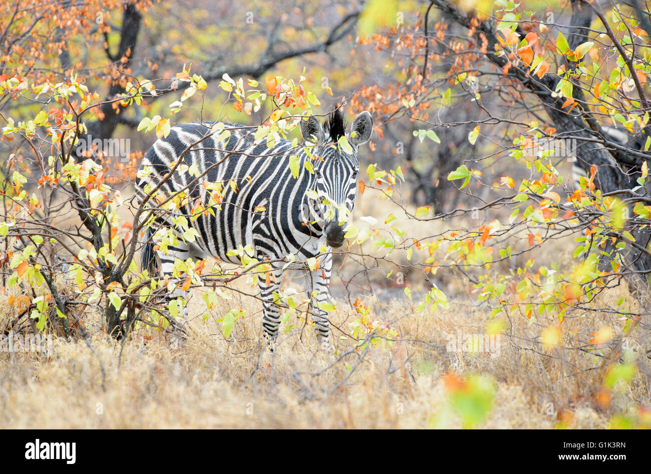 Zèbre des plaines (Equus quagga) Balade dans le feuillage coloré, looking at camera, Kruger National Park, Afrique du Sud Banque D'Images