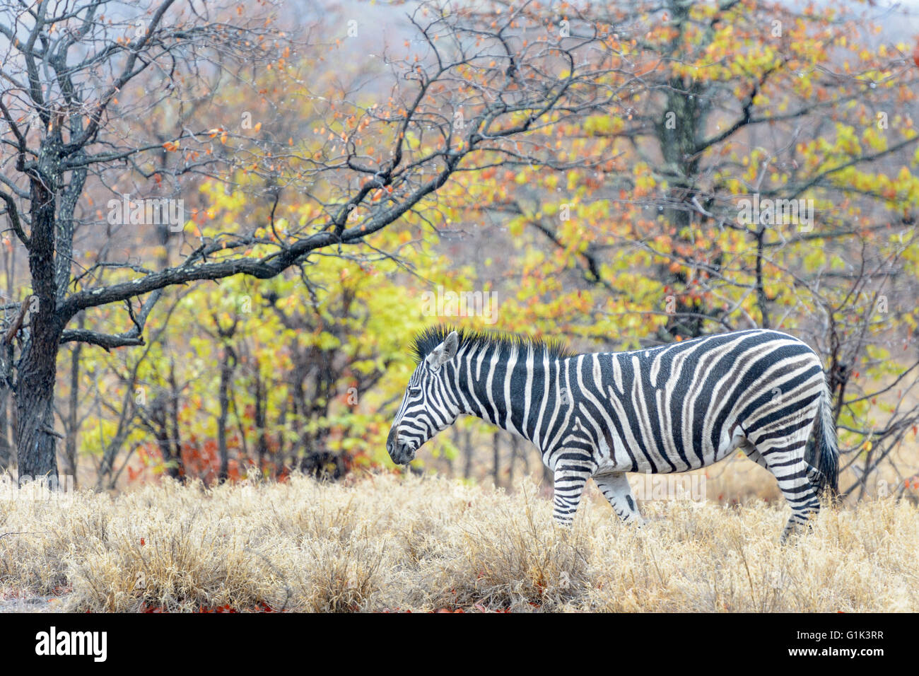 Zèbre des plaines (Equus quagga) Balade en forêt colorée, Kruger National Park, Afrique du Sud Banque D'Images