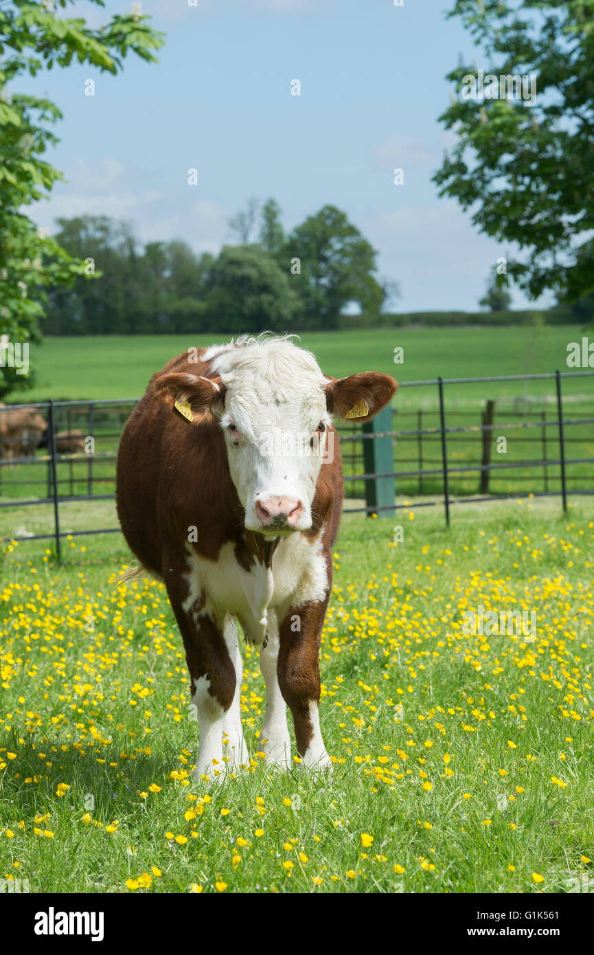 Les jeunes vaches Hereford dans un champ de renoncules dans les Cotswolds. Le Gloucestershire, Angleterre Banque D'Images