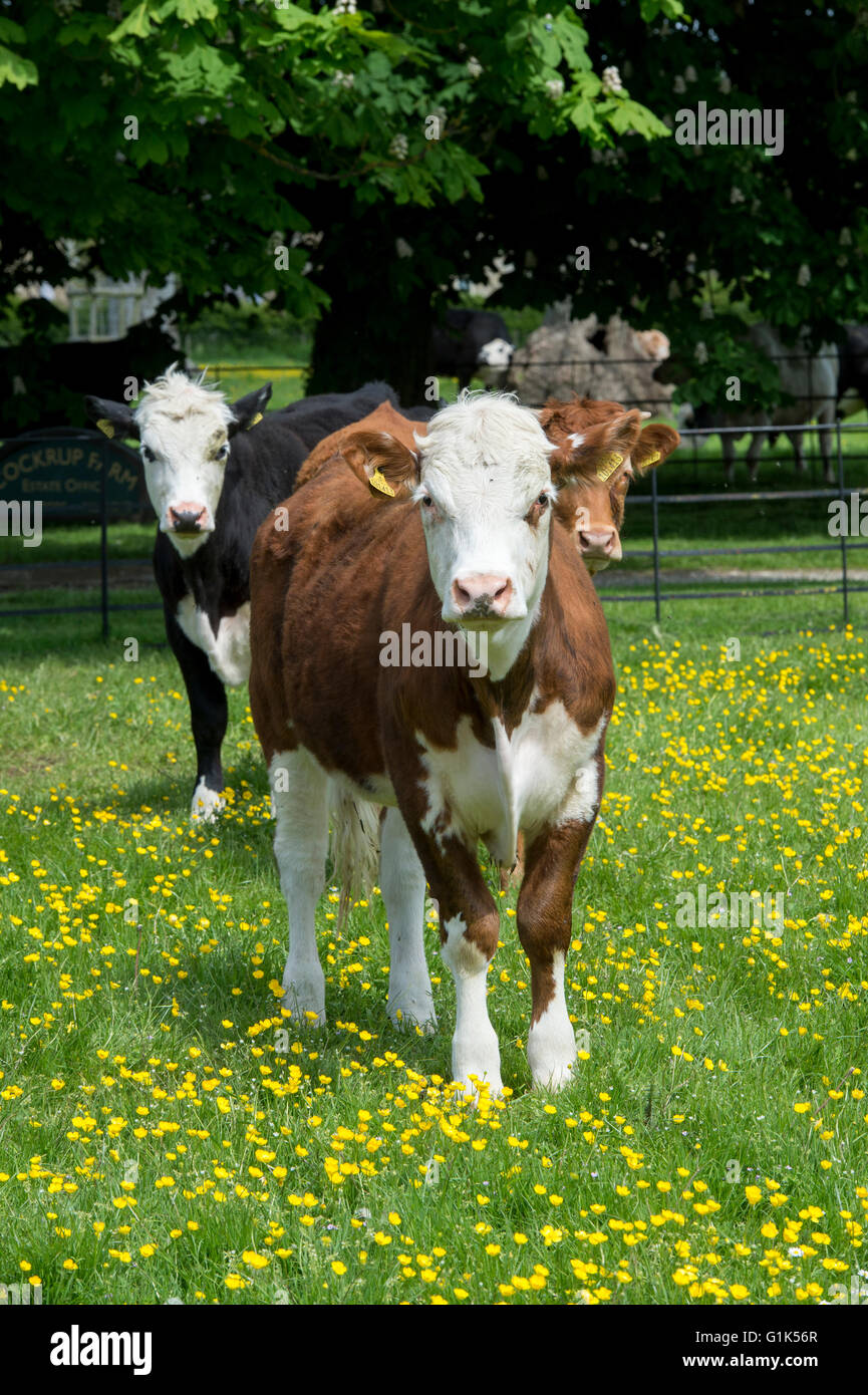 Les jeunes vaches Hereford dans un champ de renoncules dans les Cotswolds. Le Gloucestershire, Angleterre Banque D'Images