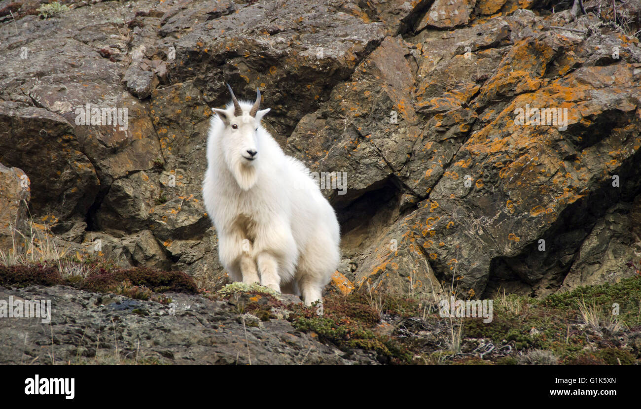 La Chèvre de montagne le long des falaises en Alaska Banque D'Images