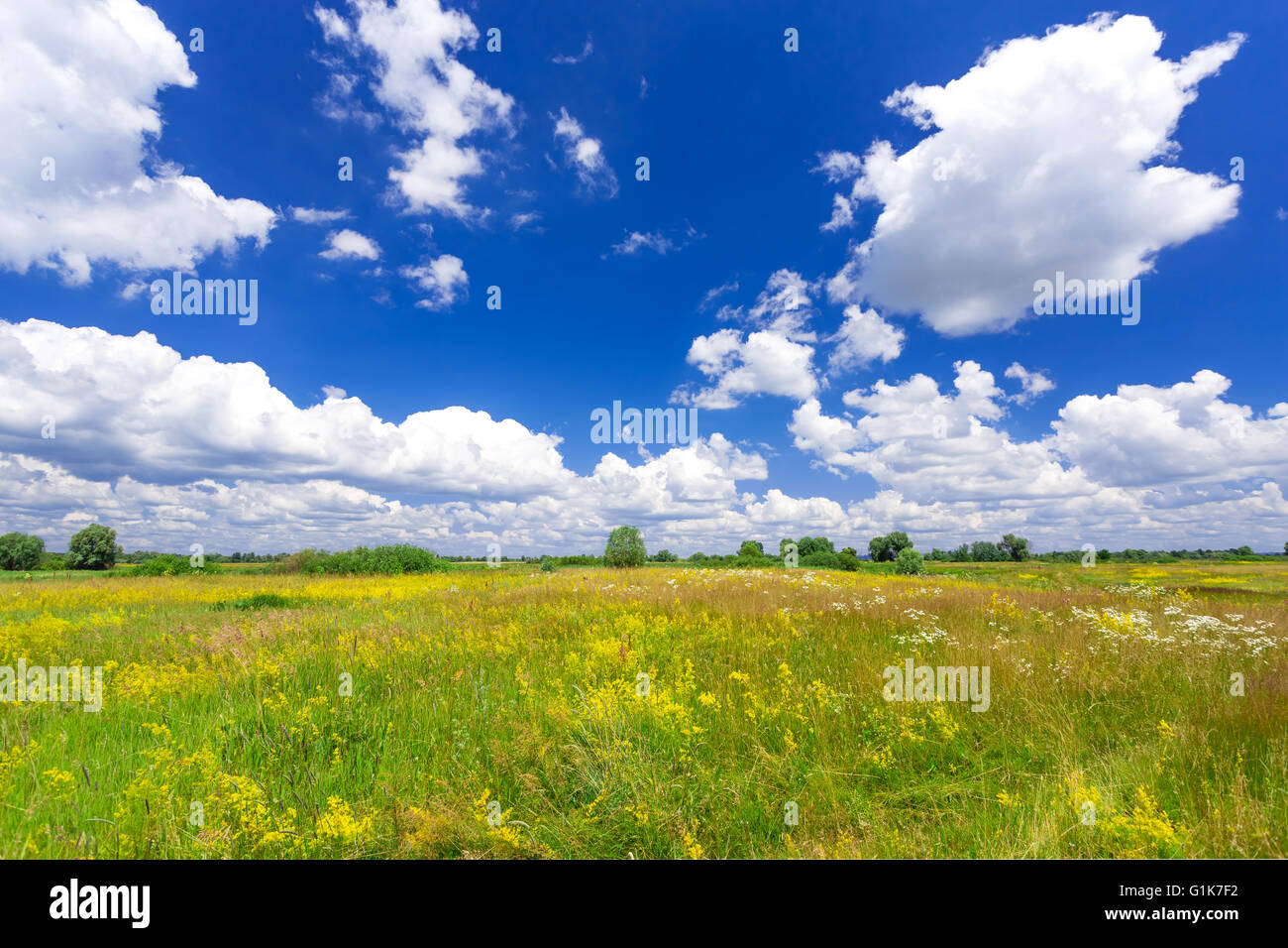 pré vert Banque D'Images
