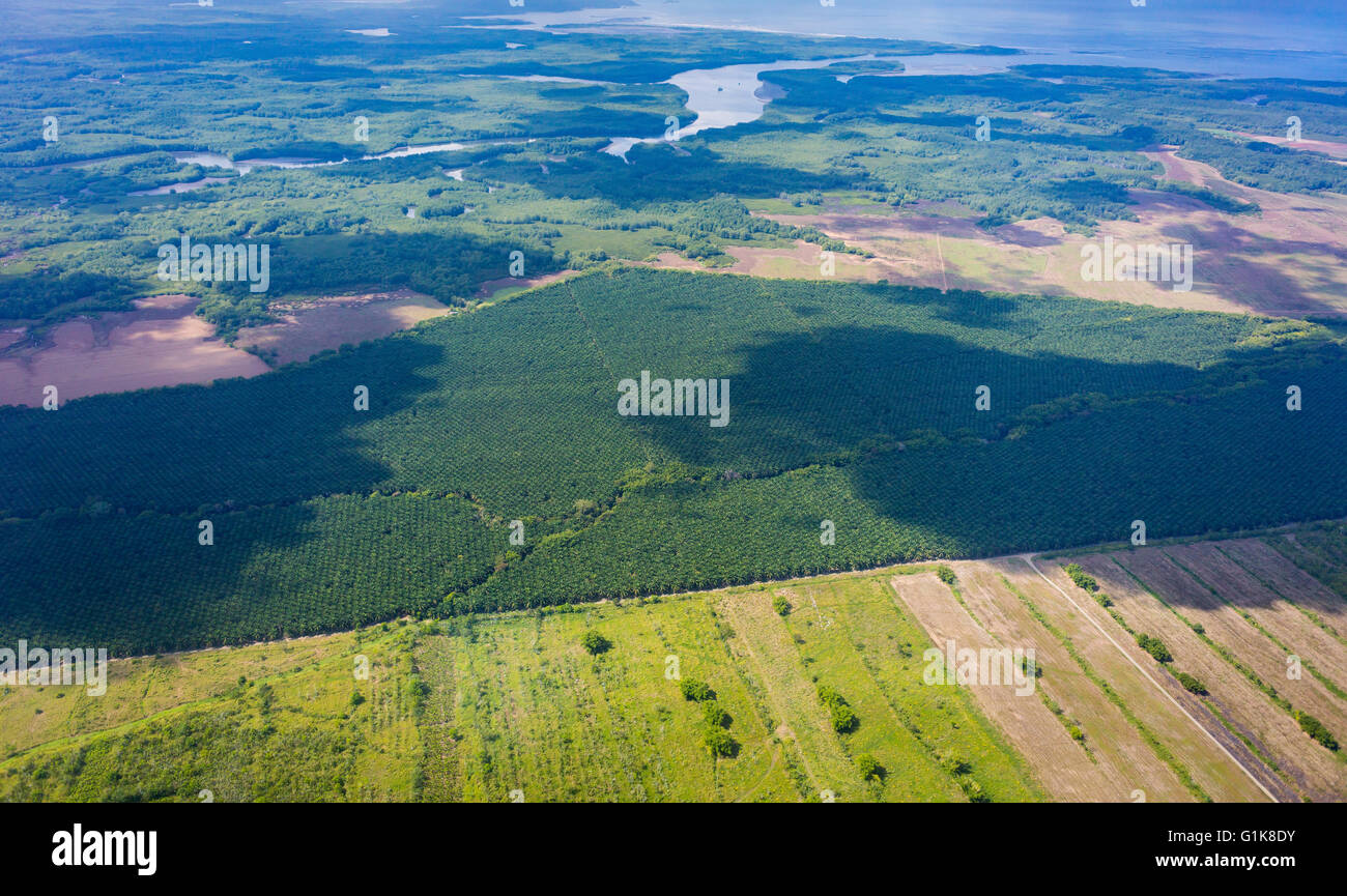 COSTA RICA - Vue aérienne de plantation de palmiers à huile. Banque D'Images
