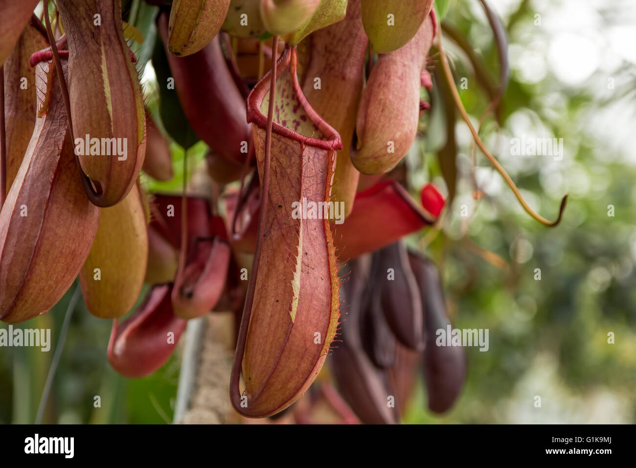 La sarracénie pourpre (Nepenthes ampullaria, piège) Banque D'Images