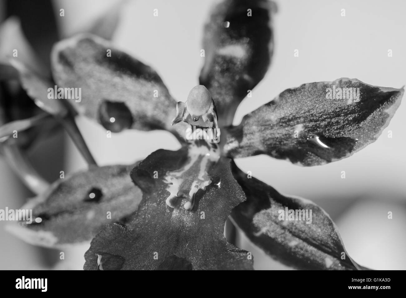 Close-up d'orchidées sur fond blanc Banque D'Images