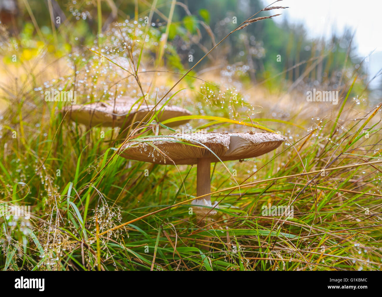 Un parapluie de champignons dans l'herbe sèche Banque D'Images