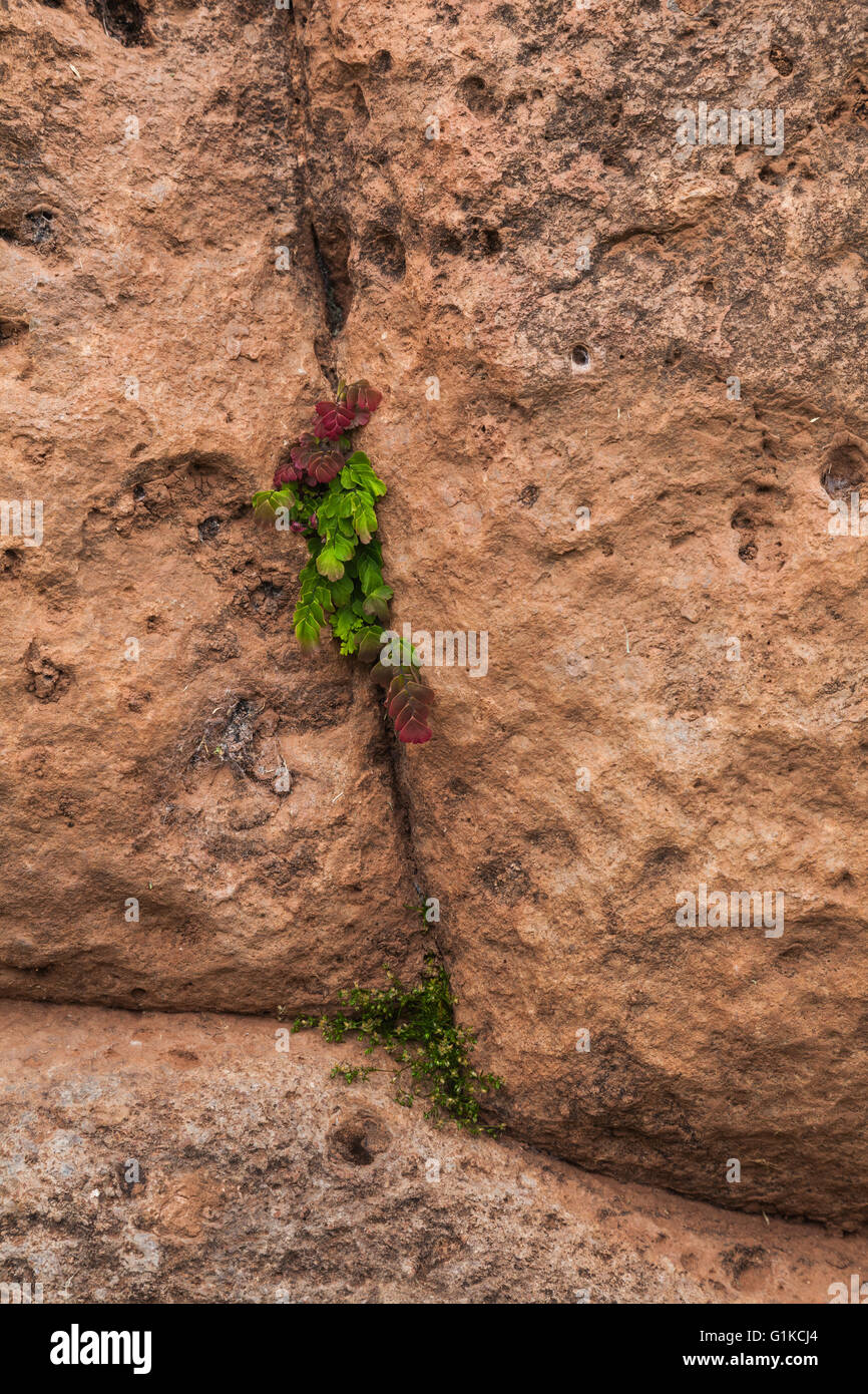 De plus en plus de mauvaises herbes et de fleurs indigènes dans le fini crack entre roches empilées Inca dans un mur Banque D'Images