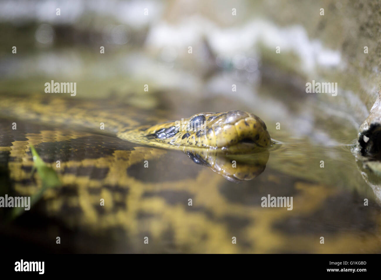 Un anaconda jaune ou anaconda du Paraguay, Eunectes notaeus, dans l'eau. Ce boa espèce endémique de l'Amérique du Sud Banque D'Images