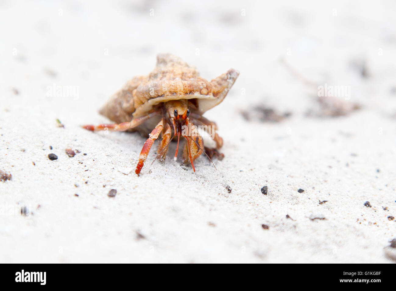 Un petit crabe ermite orange sur une plage tropicale de sable blanc Banque D'Images