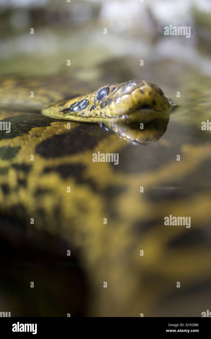 Un anaconda jaune ou anaconda du Paraguay, Eunectes notaeus, dans l'eau. Comme tous les boas et pythons, ce serpent n'est pas venimeuse Banque D'Images