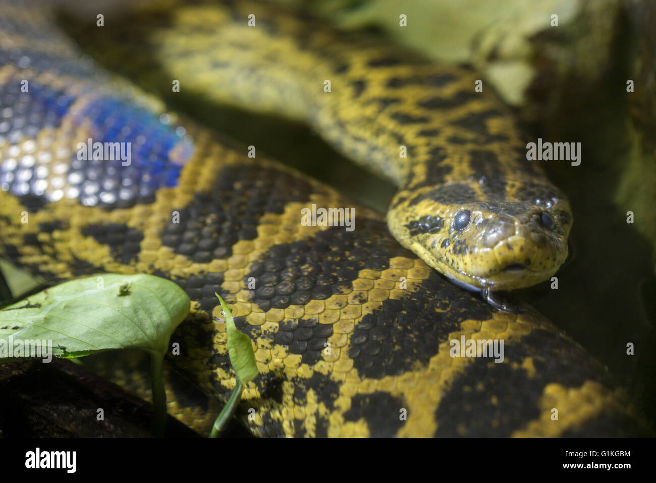 Un anaconda jaune ou anaconda du Paraguay, Eunectes notaeus, dans l'eau. Ce serpent est un des plus grands serpents dans le monde Banque D'Images