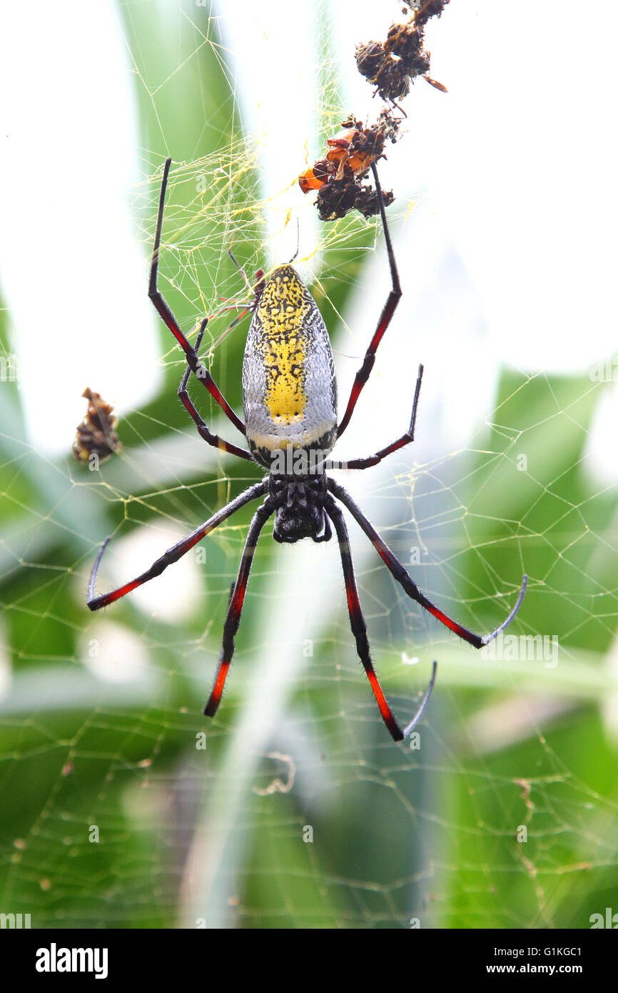 Bois géant femelle araignée, Nephila madagascariensis, sur le web en attente d'une proie Banque D'Images