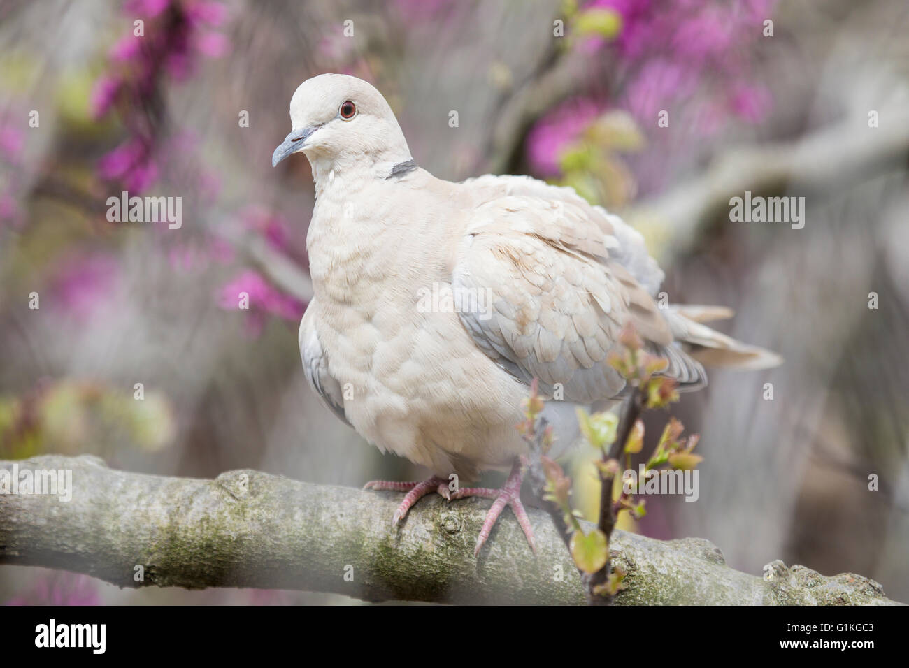 Grèbe huppé, Streptopelia decaocto, perché sur une branche d'un arbre en fleurs du pêcher Banque D'Images