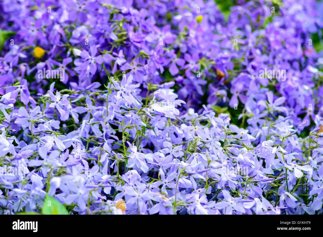 Lit de campanules Campanula violet sur une belle journée de printemps Banque D'Images