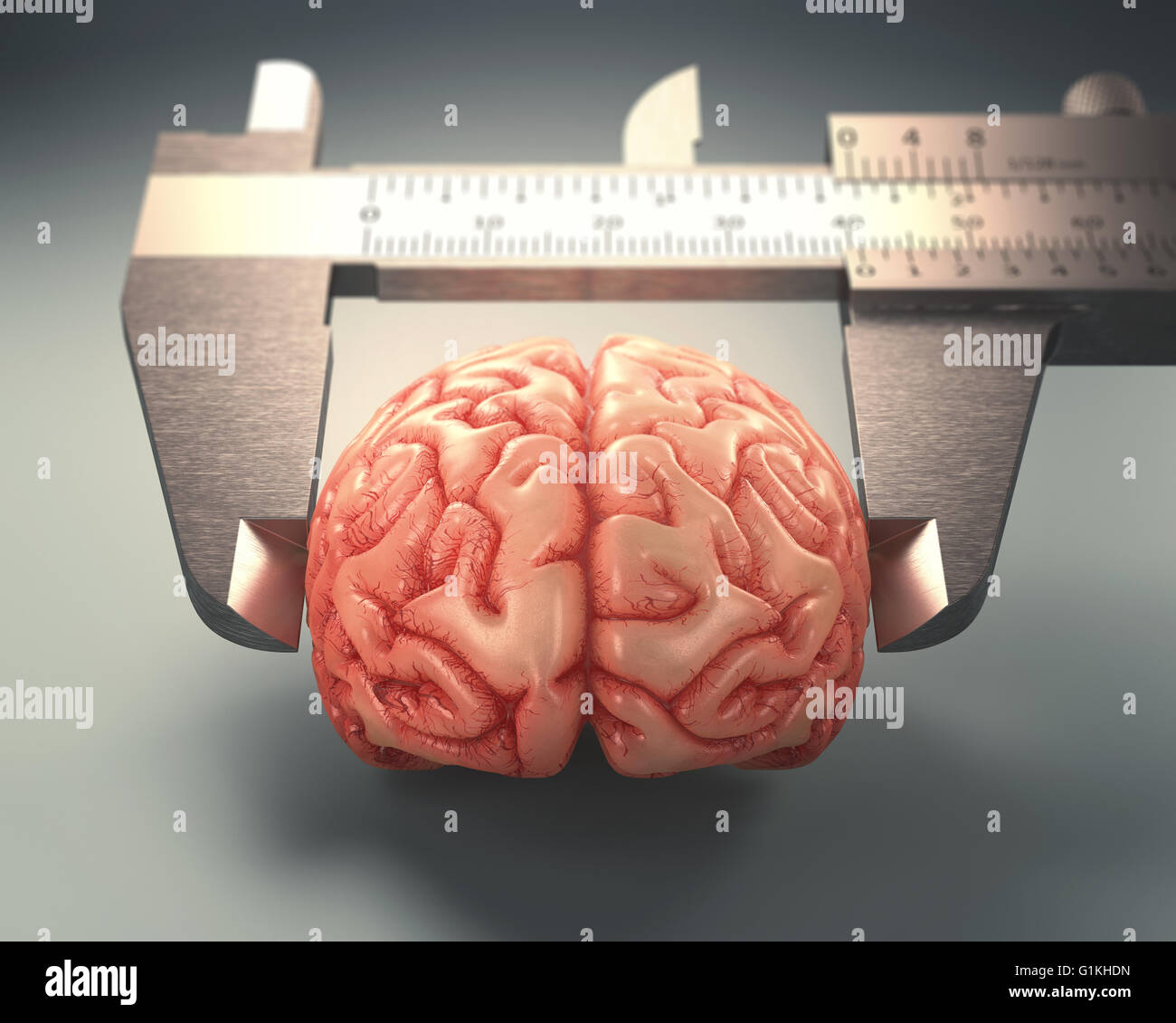 Règle mesurant l'étrier d'un cerveau humain. Image concept de différences dans l'IQs. Banque D'Images