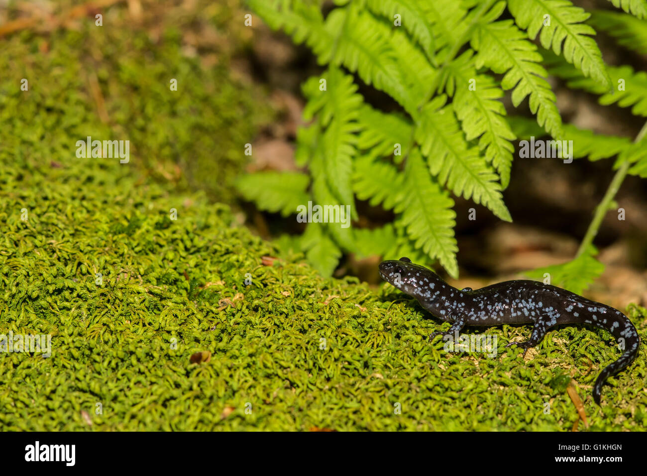 Salamandre à points bleus Banque D'Images