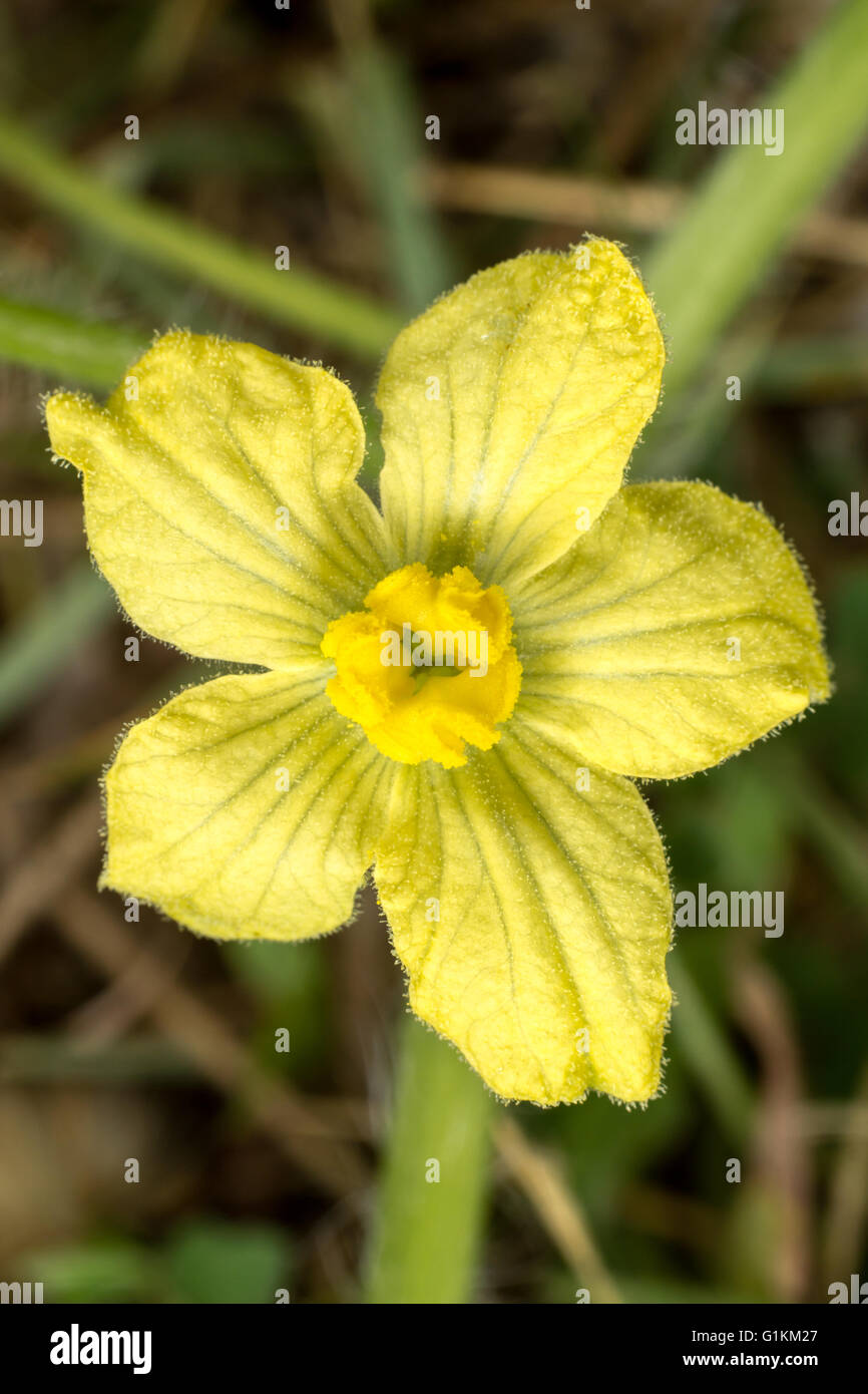 Fleur de l'agriculture biologique, Close up watermelon flower Banque D'Images