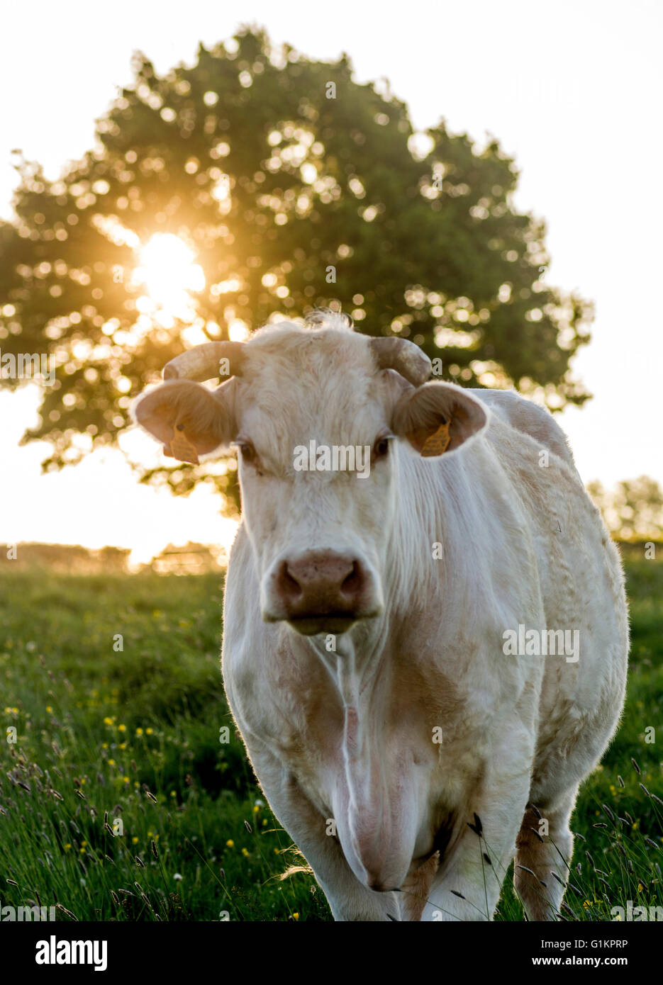 Vaches charolaises paissant dans le ressort. Brionnais. Saône et Loire. Bourgogne-Franche-Comté. France Banque D'Images