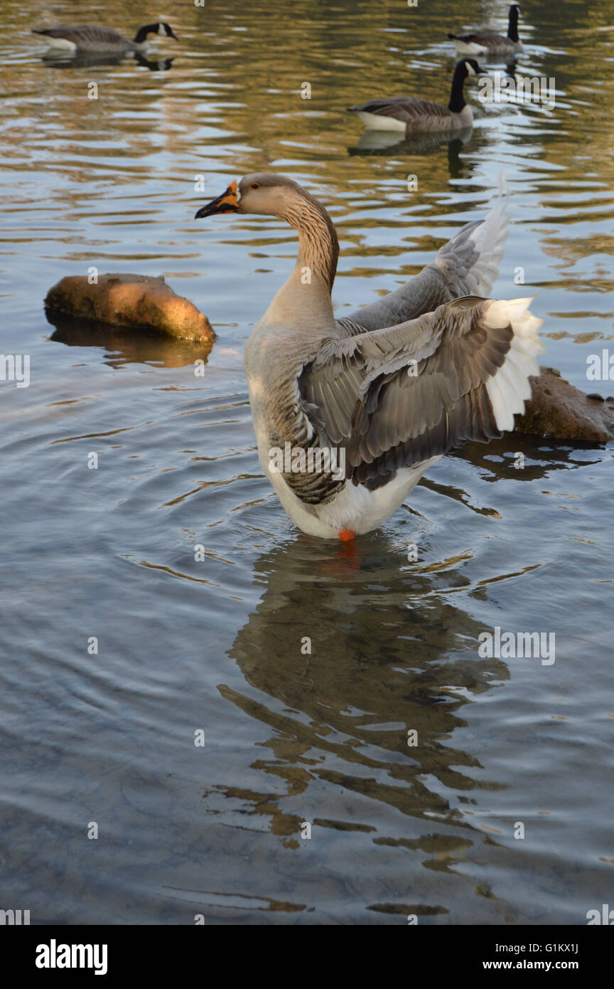 Le battement des ailes d'oie dans un étang dans un parc avec d'autres oies derrière elle Banque D'Images