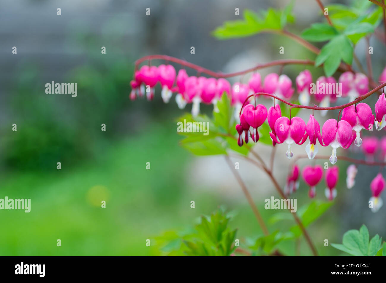 Le Cœur-fleur plante Banque D'Images