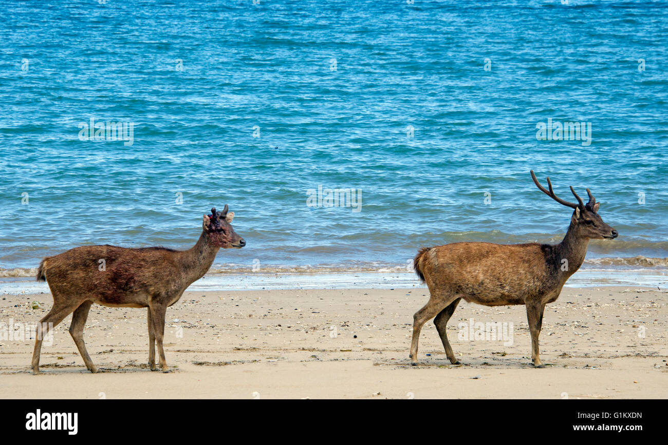Cerf rusa Timor oriental de l'île de Komodo Parc National de Komodo en Indonésie Banque D'Images