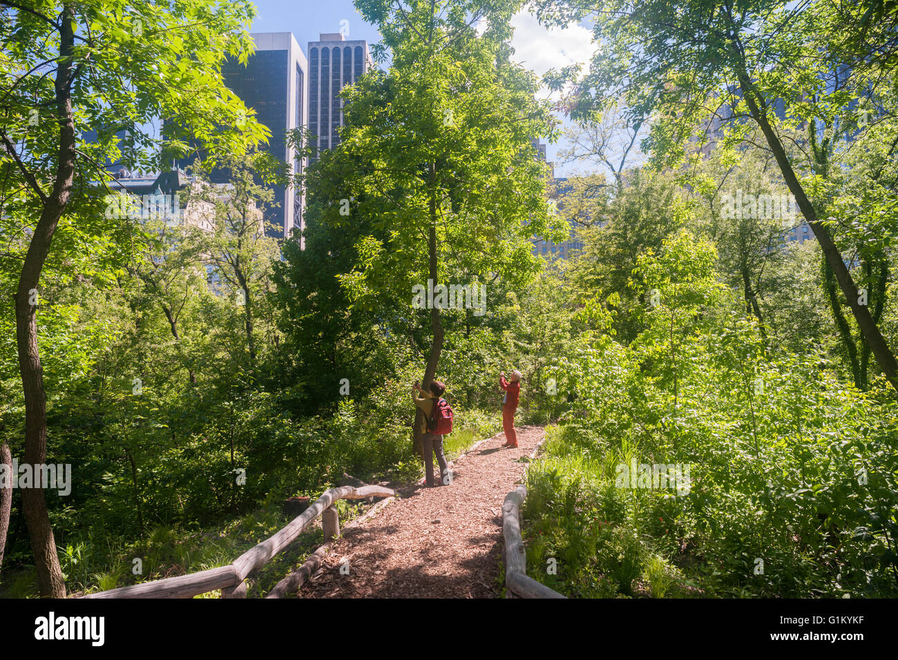 Les visiteurs apprécient la nature Hallett sanctuaire dans Central Park à New York le lundi 16 mai 2016. Fermé depuis 1934, le paysage naturel de 4 hectares au milieu de la ville est un sanctuaire d'oiseaux et sera ouverte pour un temps limité au public seulement 20 personnes entrant à la fois. Des centaines alignés pour être laissé en pour admirer le paysage. (© Richard B. Levine) Banque D'Images