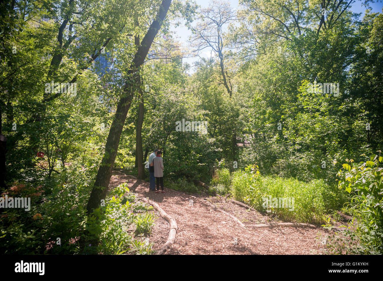 Les visiteurs apprécient la nature Hallett sanctuaire dans Central Park à New York le lundi 16 mai 2016. Fermé depuis 1934, le paysage naturel de 4 hectares au milieu de la ville est un sanctuaire d'oiseaux et sera ouverte pour un temps limité au public seulement 20 personnes entrant à la fois. Des centaines alignés pour être laissé en pour admirer le paysage. (© Richard B. Levine) Banque D'Images