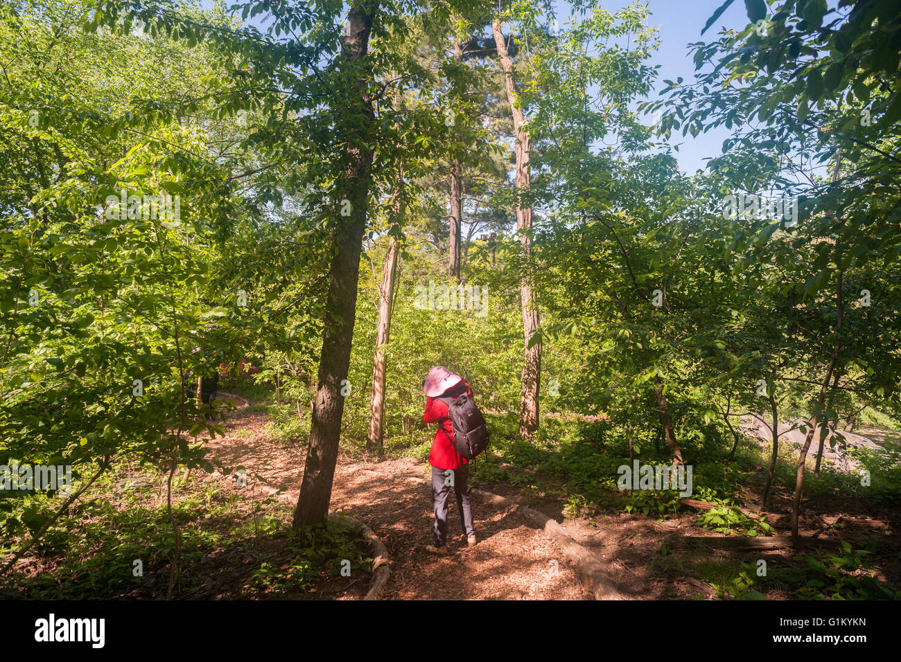 Les visiteurs apprécient la nature Hallett sanctuaire dans Central Park à New York le lundi 16 mai 2016. Fermé depuis 1934, le paysage naturel de 4 hectares au milieu de la ville est un sanctuaire d'oiseaux et sera ouverte pour un temps limité au public seulement 20 personnes entrant à la fois. Des centaines alignés pour être laissé en pour admirer le paysage. (© Richard B. Levine) Banque D'Images