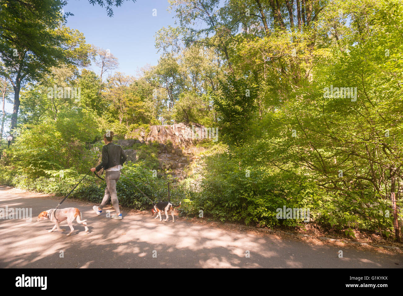 Un chien Walker à l'extérieur de la Réserve Naturelle de Hallett dans Central Park à New York le lundi 16 mai 2016. Fermé depuis 1934, le paysage naturel de 4 hectares au milieu de la ville est un sanctuaire d'oiseaux et sera ouverte pour un temps limité au public seulement 20 personnes entrant à la fois. Des centaines alignés pour être laissé en pour admirer le paysage. (© Richard B. Levine) Banque D'Images