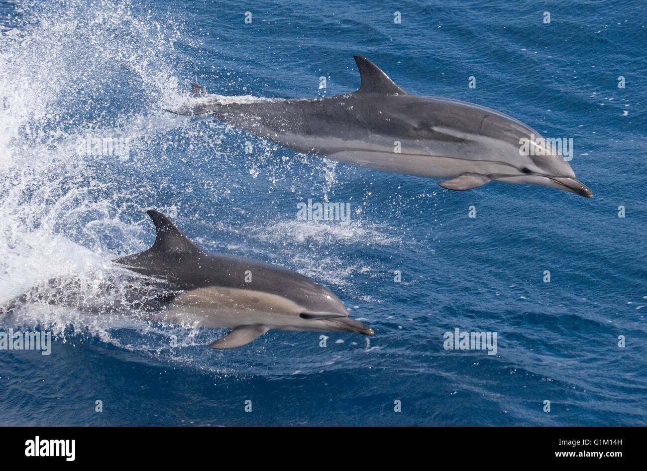 Un dauphin commun courte nage à côté d'un dauphin dans l'océan Pacifique. Banque D'Images