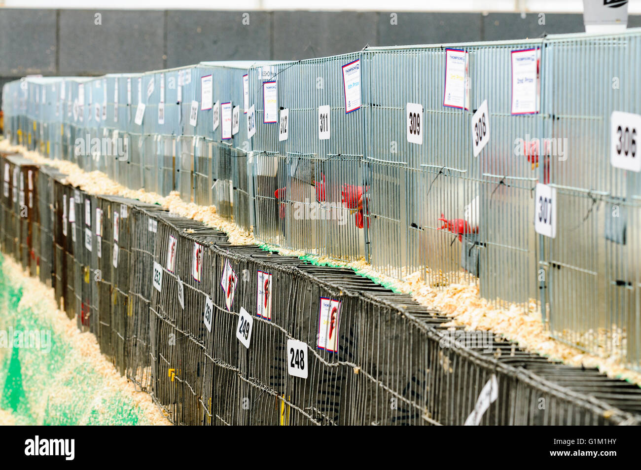 Des poulets dans des cages à un salon de l'agriculture. Banque D'Images