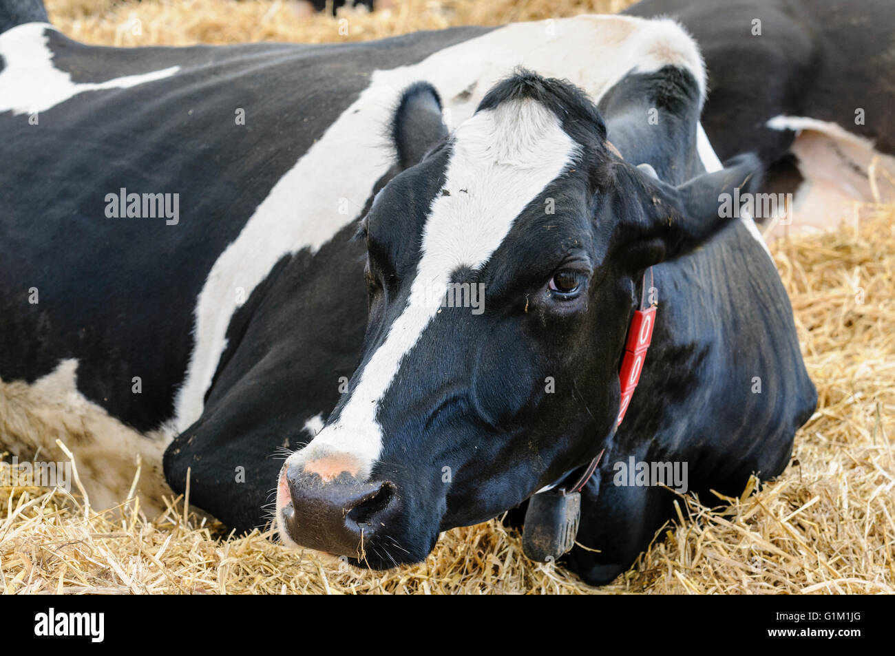 Holstein vache couchée sur la paille dans une étable portant un collier motion transpondeur et tracker. Banque D'Images