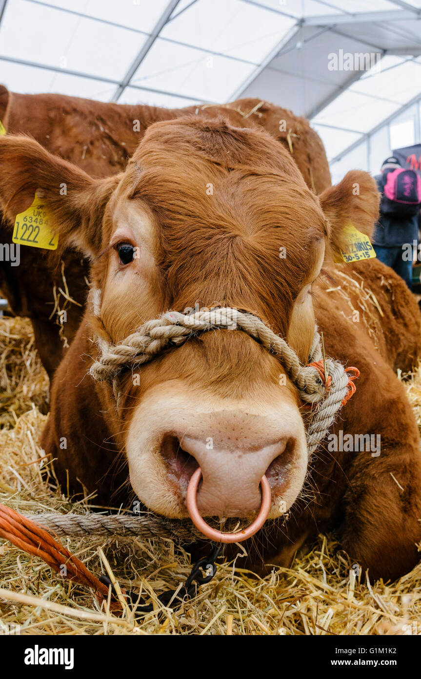Limousin taureau avec anneau dans le nez et étui de corde dans un enclos. Banque D'Images