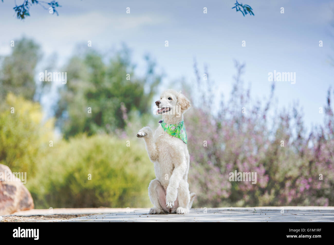 Secousse patte chien Banque D'Images