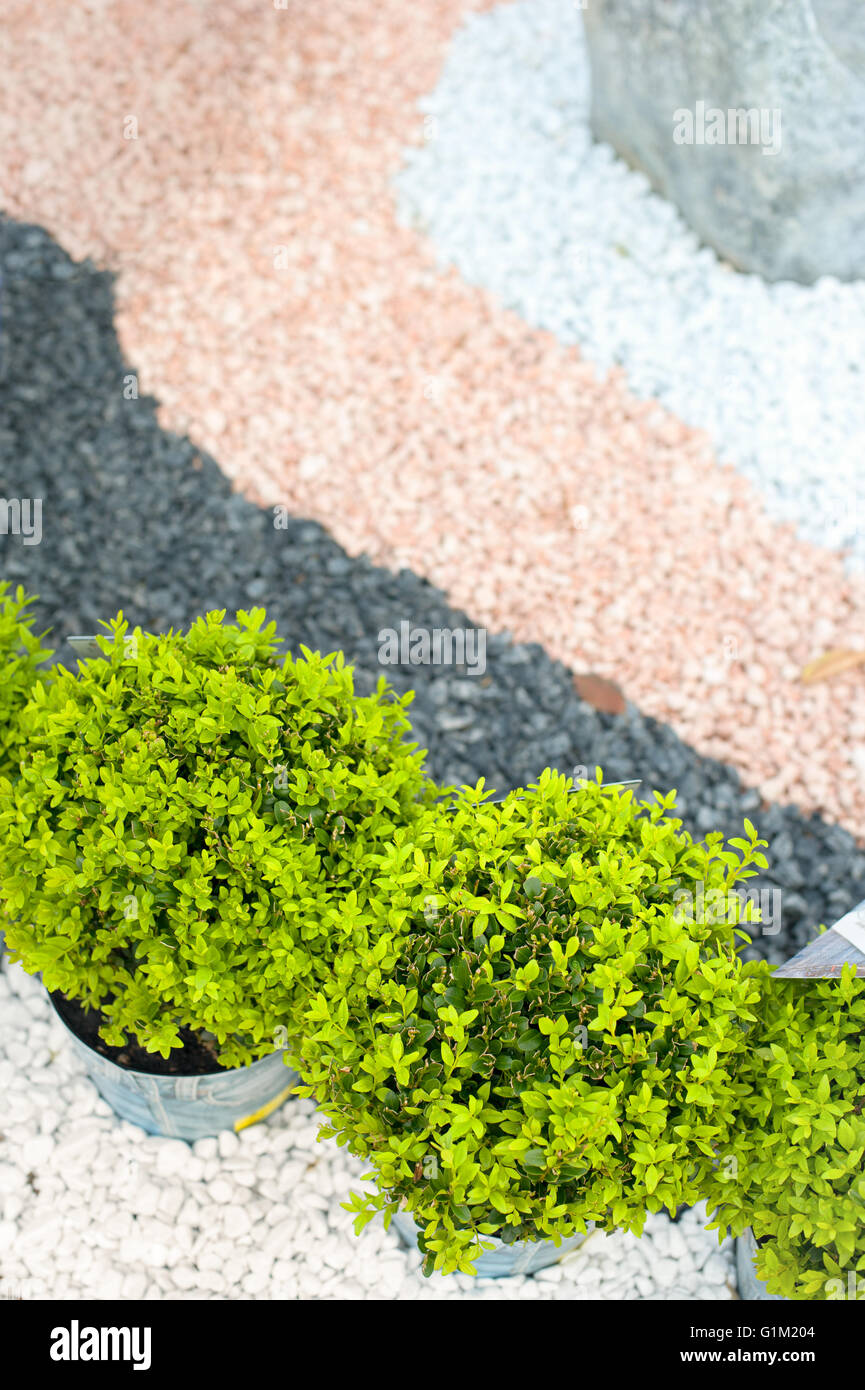 Plante verte et colorée rose noir et blanc pebble stone japanese style garden Banque D'Images