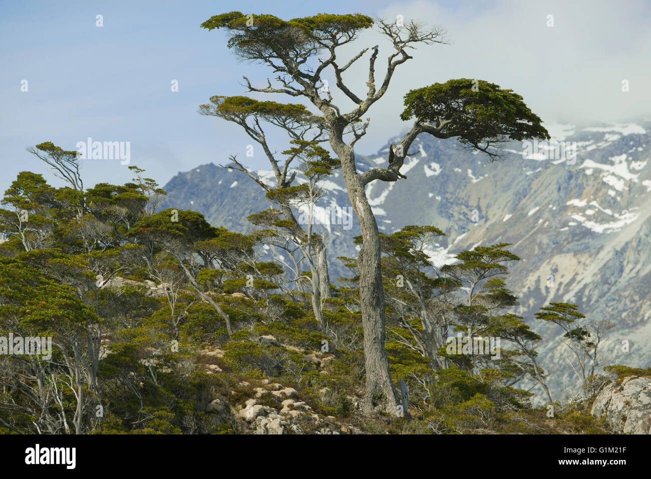 Forêt de hêtres du sud (Nothofagus sp.) Parry Bay, la Terre de Feu, Chili Banque D'Images