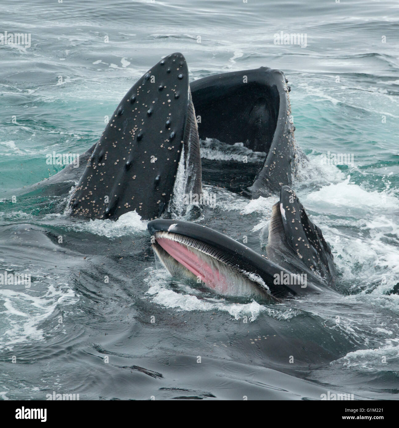 Les baleines à bosse (Megaptera novaeangliae) Bubble-net, l'alimentation de la baie Dallman, détroit de Gerlache, l'Antarctique Banque D'Images