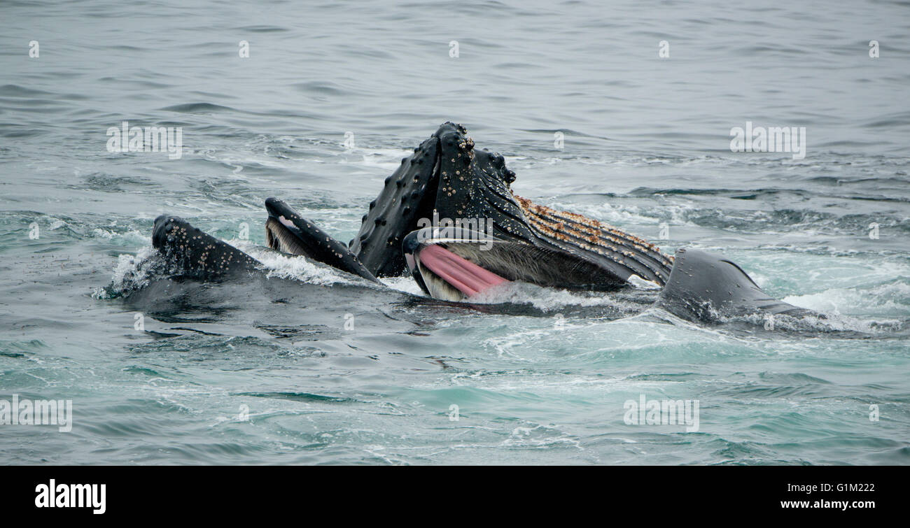 Les baleines à bosse (Megaptera novaeangliae) Bubble-net, l'alimentation de la baie Dallman, détroit de Gerlache, l'Antarctique Banque D'Images