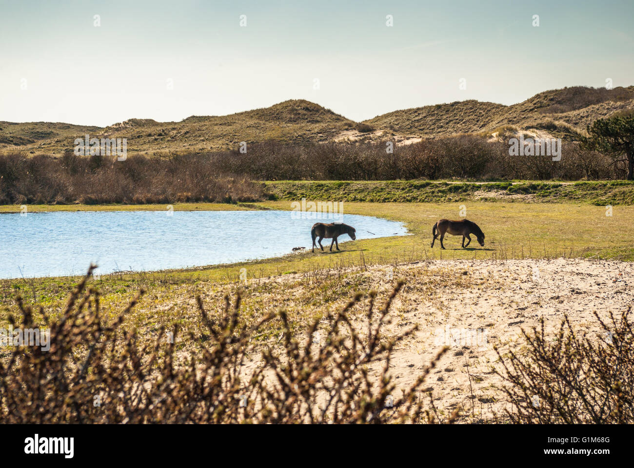 Deux chevaux Konik sauvages dans les dunes le pâturage au bord d'un lac des dunes. Banque D'Images