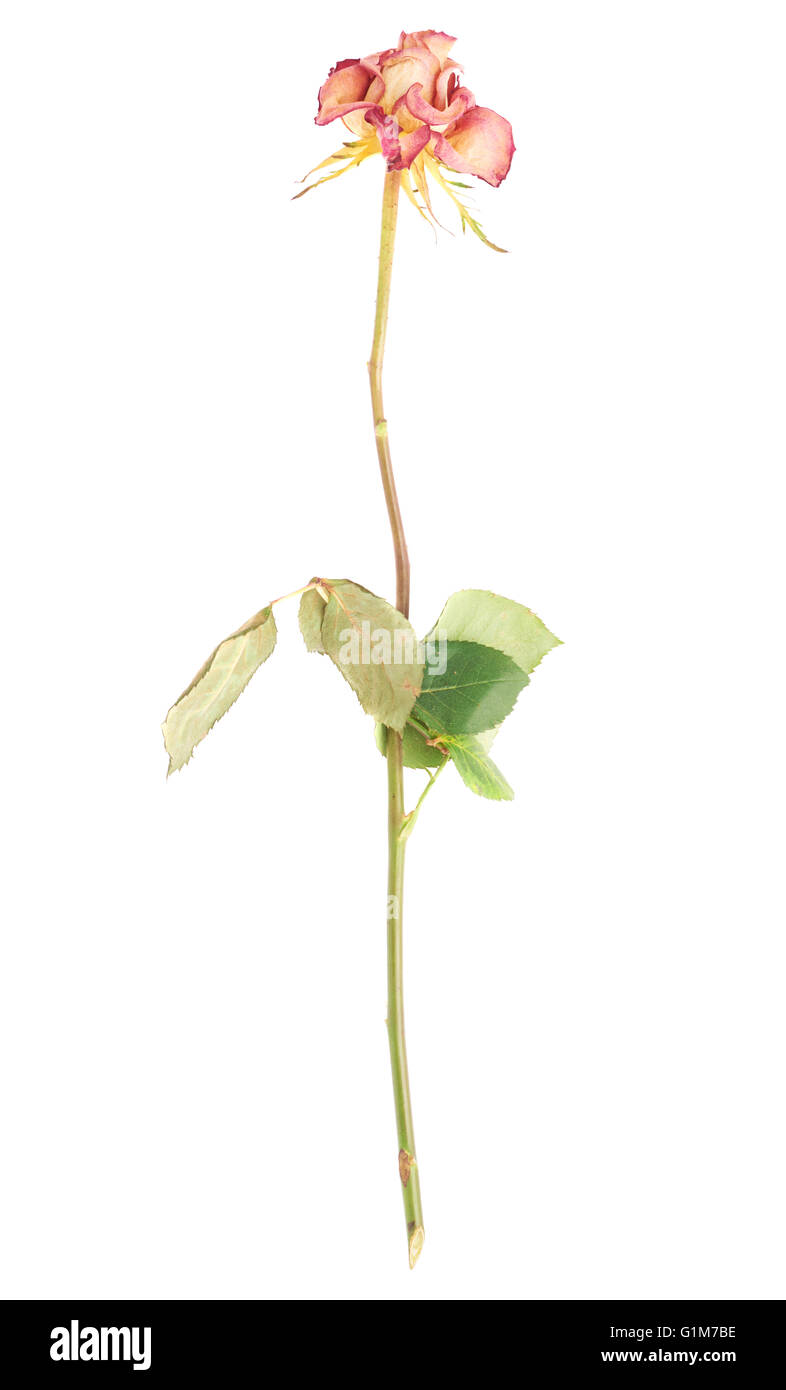 Rose séché au fond blanc Banque D'Images