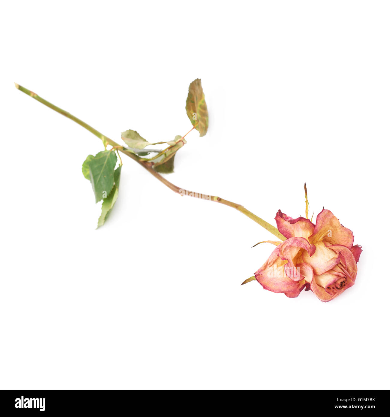 Rose séché au fond blanc Banque D'Images