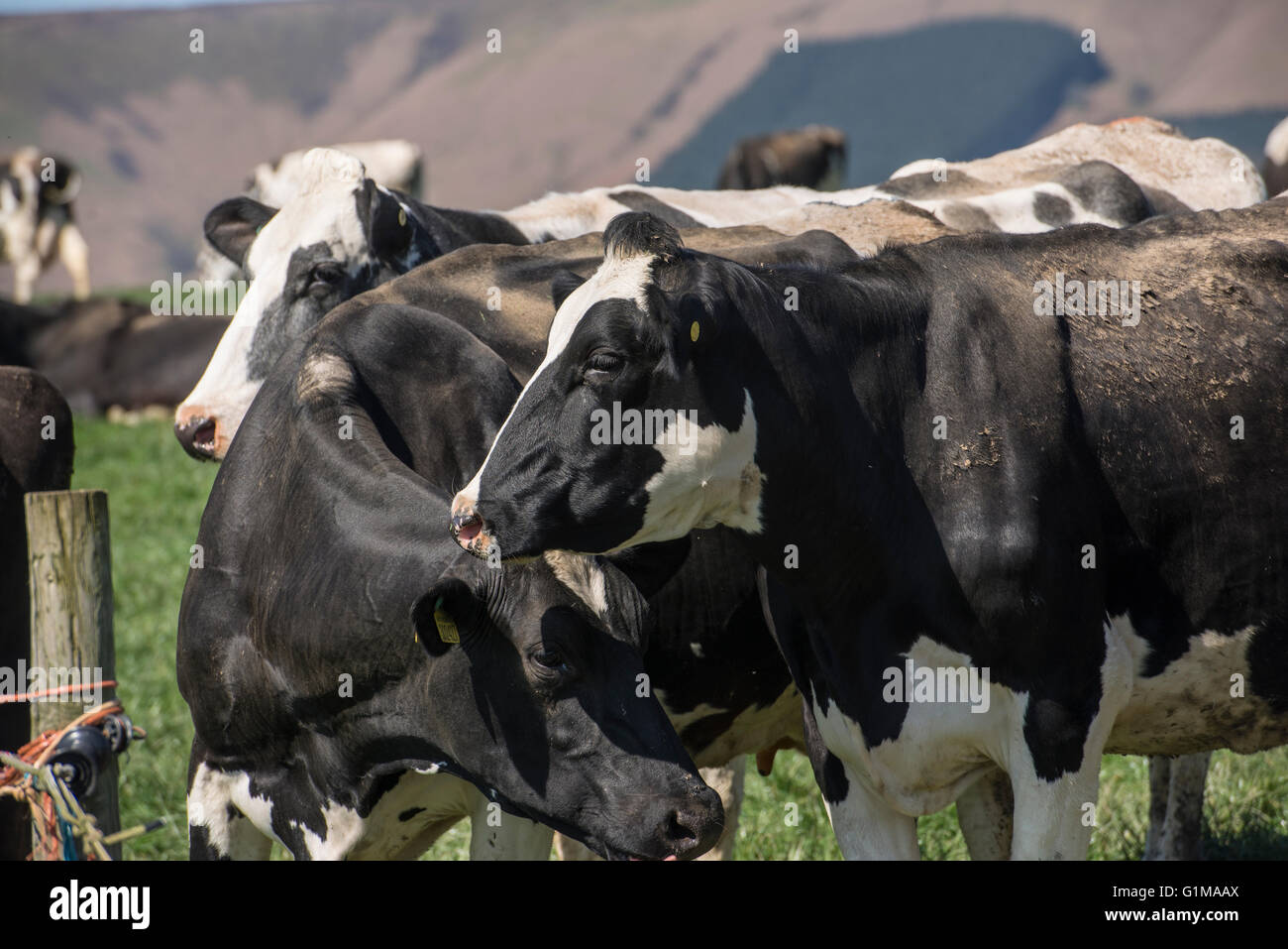 Close up de vaches laitières, Clitheroe, Lancashire. Banque D'Images
