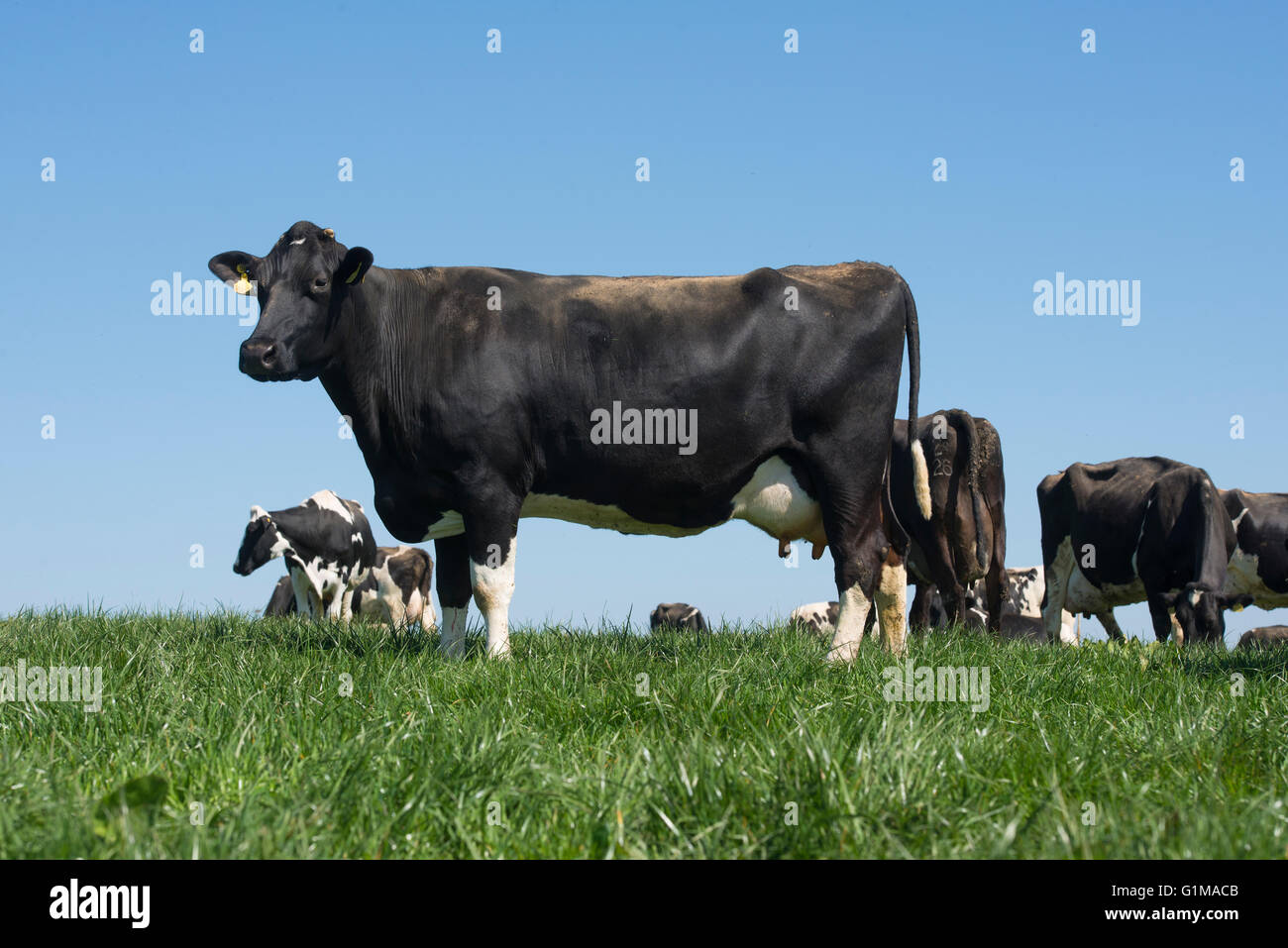 Vaches laitières à l'extérieur dans un champ d'herbe, Lancashire. ROYAUME-UNI Banque D'Images