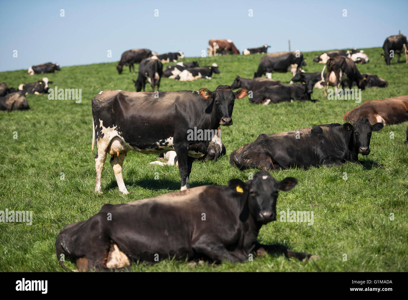 Vaches laitières noires et blanches dans un champ d'herbe. Lancashire. ROYAUME-UNI Banque D'Images