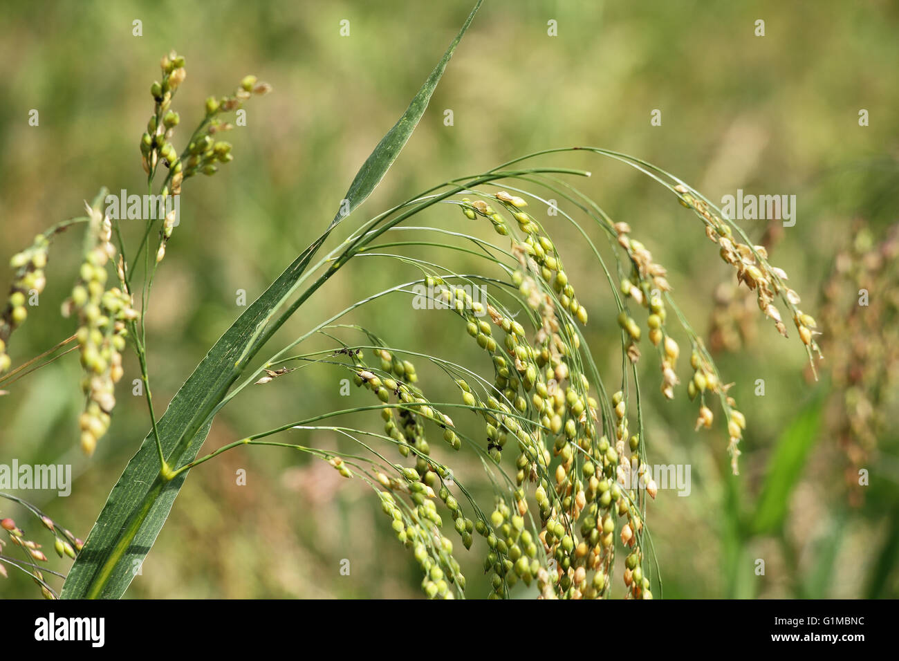 Close up of panic Millet avec tiges de céréales. Le millet est utilisée comme nourriture, du fourrage et de production de boissons alcoolisées. L'Inde est grande Banque D'Images