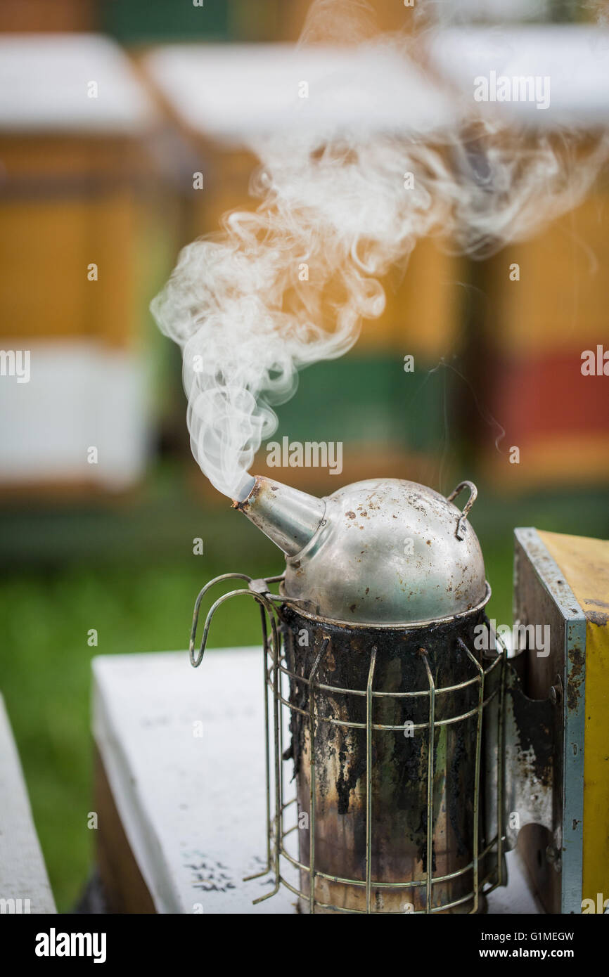 Fumeur de l'apiculteur outil pour calmer les abeilles à miel (Apis mellifera) Banque D'Images