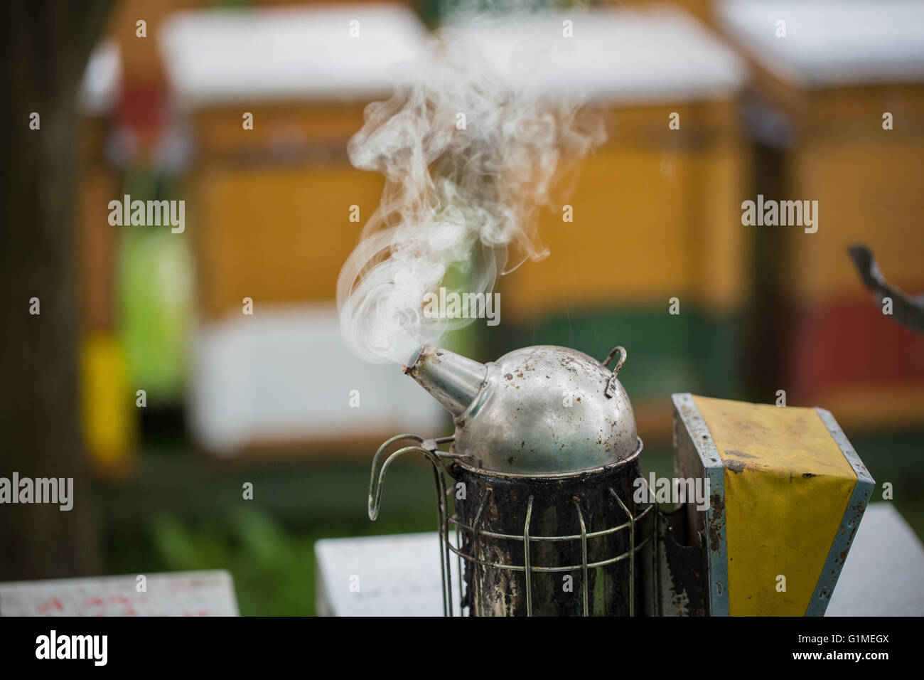 Fumeur de l'apiculteur outil pour calmer les abeilles à miel (Apis mellifera) Banque D'Images