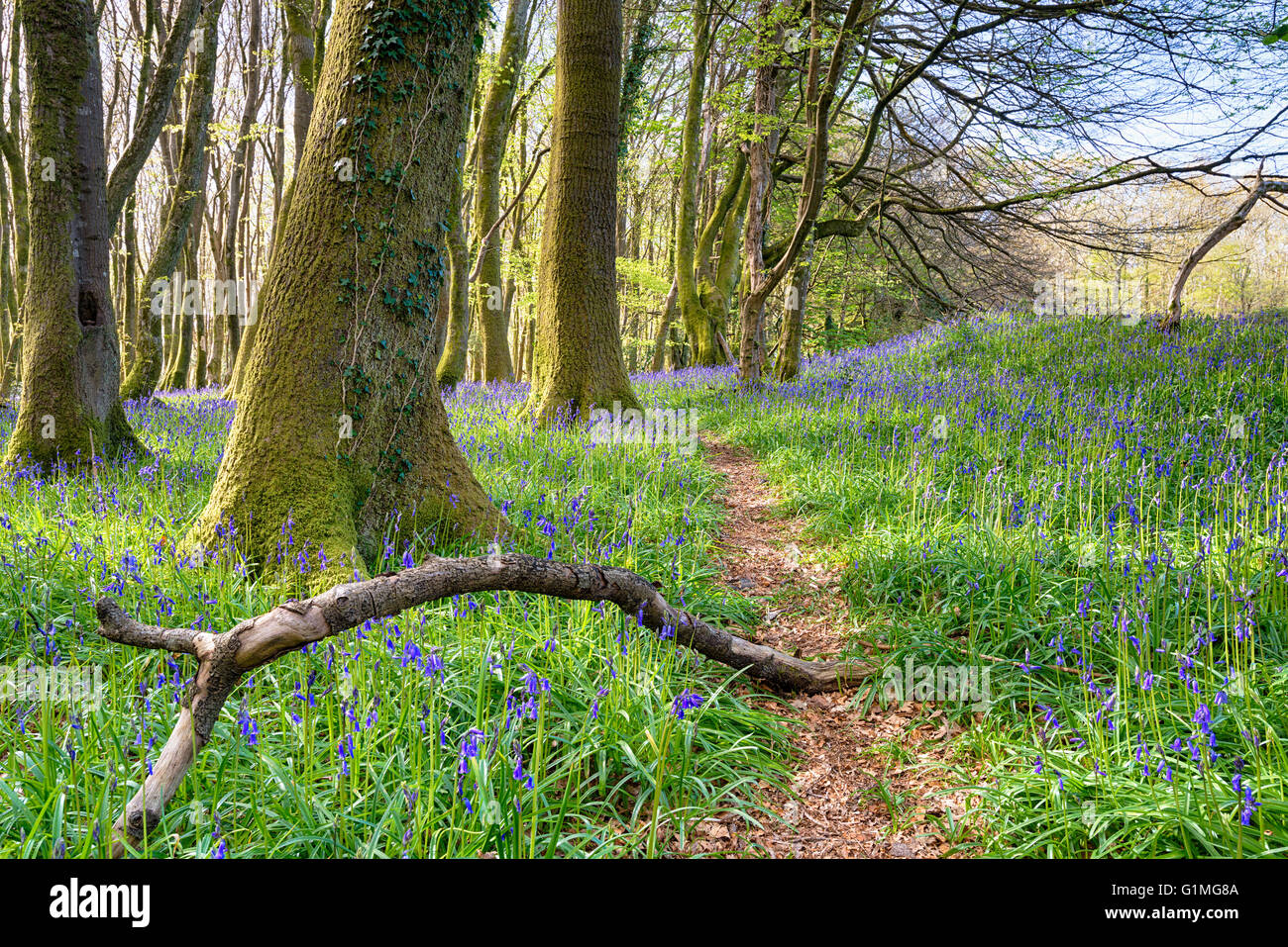 Un chemin forestier par bluebells dans la campagne près de Cornwall Redruth Banque D'Images