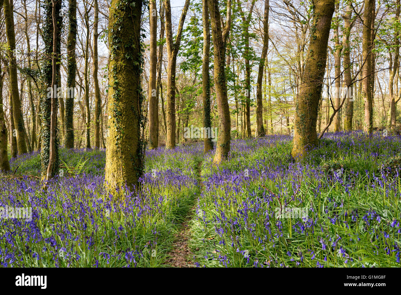 Un chemin étroit à travers bois bluebell magnifique près de Redruth en Cornouailles Banque D'Images