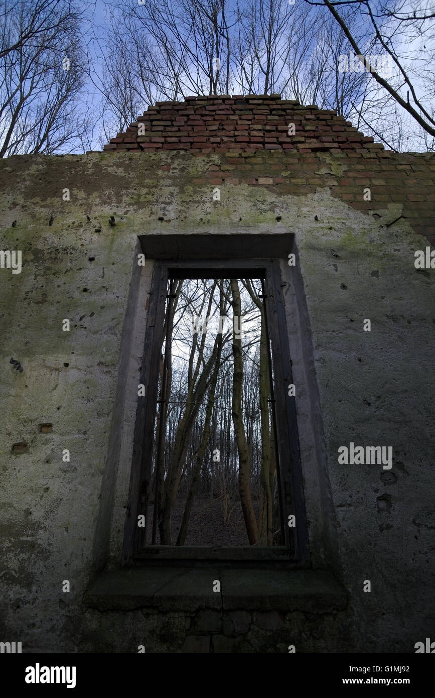 Regarder à travers une fenêtre d'une maison en ruines dans la forêt avec une vue vers le haut de la création y compris le bleu du ciel. Banque D'Images